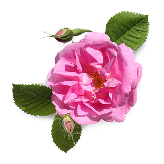 Αιθέριο Έλαιο Ροζ Τριαντάφυλλο (10ml)